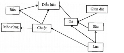 Xét một lưới thức ăn được mô tả như hình bên (ảnh 1)