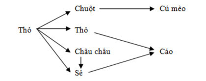 Giả sử một lưới thức ăn được mô tả như sau: Thỏ, chuột, châu chấu và chim sẻ đều ăn thực vật (ảnh 1)