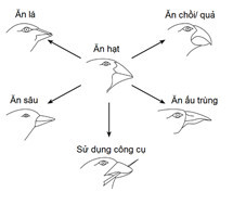 Chim sẻ trên quần đảo Galapagos được cho là có nguồn gốc từ Nam Mỹ và đã tiến hóa  (ảnh 1)