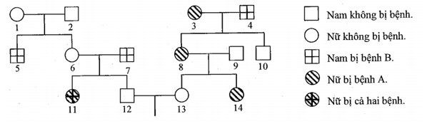 Phả hệ ở hình dưới đây mô tả sự di truyền 2 bệnh ở người (ảnh 1)