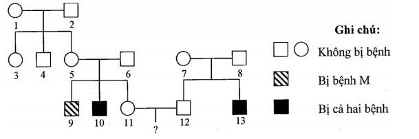 Ở người, bệnh A và bệnh B là hai bệnh do đột biến gen lặn nằm ở vùng không tương đồng  (ảnh 1)