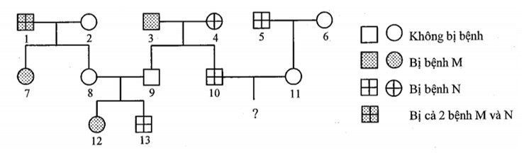 Sơ đồ phả hệ dưới đây mô tả sự di truyền của 2 bệnh M và N ở người (ảnh 1)