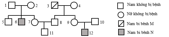 Phả hệ ở hình bên mô tả sự di truyền của 2 loại bệnh di truyền M và N hiếm gặp (ảnh 1)