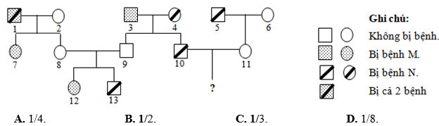 Sơ đồ phả hệ dưới đây mô tả sự di truyền của 2 bệnh M và N ở người; mỗi bệnh do một trong hai (ảnh 1)