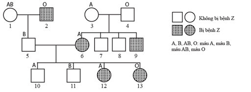 Bệnh Z do 1 alen của một gen có 2 alen trội lặn hoàn toàn quy định (ảnh 1)