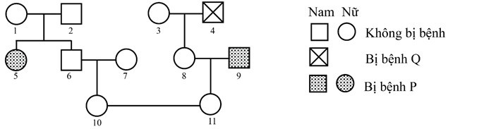 Sơ đồ sau đây mô tả sự di truyền của hai bệnh P và Q ở người (ảnh 1)