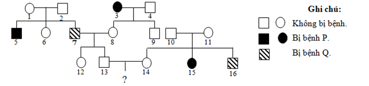 Sơ đồ phả hệ dưới đây mô tả 2 bệnh di truyền ở người, trong đó có một bệnh do gen nằm trên  (ảnh 1)