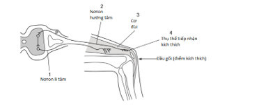 Sơ đồ sau mô tả một cung phản xạ Khi tác động một lực vào đầu gối (ảnh 1)