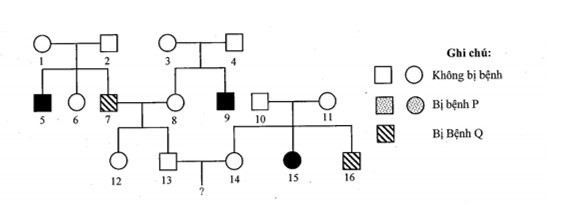 Sơ đồ phả hệ dưới đây mô tả 2 bệnh di truyền ở người, trong đó có một bệnh do gen  (ảnh 1)