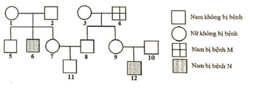 Phả hệ dưới đây mô tả sự di truyền của bệnh M và bệnh N ở người (ảnh 1)