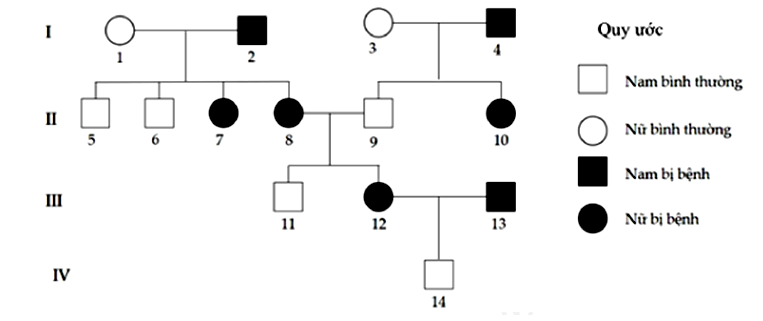 mô tả sự di truyền một bệnh ở người do một trong hai alen của một gen quy định, alen trội là trội hoàn toàn.  (ảnh 1)