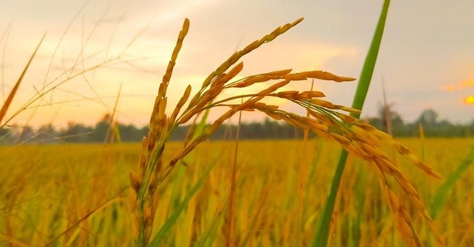 Top 15 mẫu Tả c&aacute;nh đồng v&agrave;o buổi s&aacute;ng (2025) SI&Ecirc;U HAY (ảnh 1)