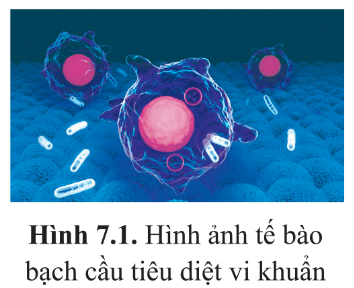 Giáo án Sinh học 10 Bài 7 (Cánh diều 2023): Tế bào nhân sơ và tế bào nhân thực (ảnh 1)