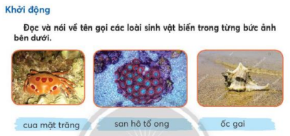Giáo án Tiếng Việt lớp 3 Bài 1 (Chân trời sáng tạo 2023): Cậu bé và mẩu san hô (ảnh 1)
