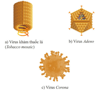 Giáo án KHTN 6 Bài 16 (Cánh diều 2023): Virus và vi khuẩn | Khoa học tự nhiên 6 (ảnh 1)