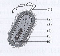 Sách bài tập Sinh học 10 Chủ đề 5: Cấu trúc của tế bào - Cánh diều (ảnh 1)