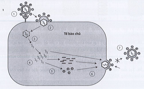 Sách bài tập Sinh học 10 Chủ đề 10: Virus - Cánh diều (ảnh 1)