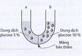 Sách bài tập Sinh học 10 Chủ đề 6: Trao đổi chất và chuyển hóa năng lượng ở tế bào - Cánh diều (ảnh 1)