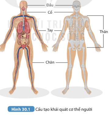 Giáo án KHTN 8 Bài 30 (Kết nối tri thức 2023): Khái quát về cơ thể người (ảnh 1)