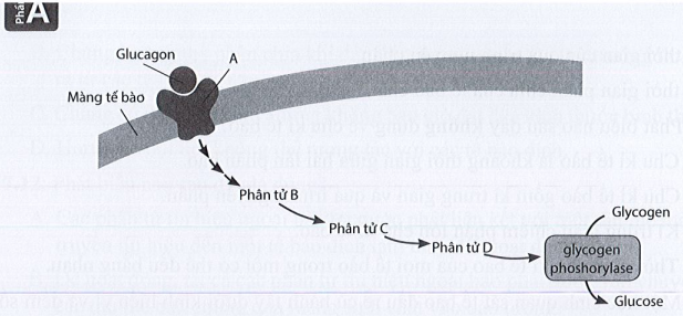 Sách bài tập Sinh học 10 Chủ đề 7: Thông tin giữa các tế bào, chu kì tế bào và phân bào - Cánh diều (ảnh 1)