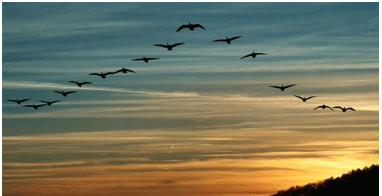 TOP 10 mẫu Tóm tắt Những điều bí ẩn trong tập tính di cư của các loài chim (2023) hay, ngắn gọn - Chân trời sáng tạo (ảnh 1)