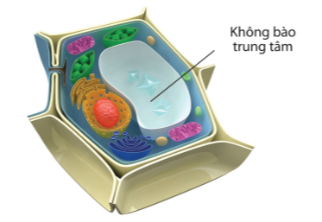 Sách bài tập Sinh học 10 Chủ đề 5: Cấu trúc của tế bào - Cánh diều (ảnh 1)