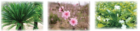 Giải Tiếng Việt lớp 2 Tập 2 Bài 4: Cây và hoa bên lăng Bác – Chân trời sáng tạo (ảnh 1)