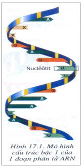 2 Các loại ARN cấu trúc không gian và chức năng của ARN  khoa học tự  nhiên 9  Tech12h