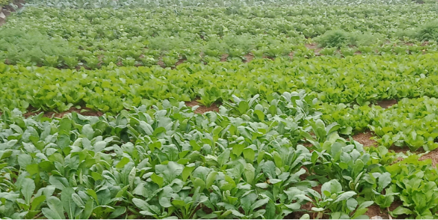 TOP 10 mẫu Viết bài văn tả một vườn rau hoặc một vườn hoa mà em thích (2024) SIÊU HAY (ảnh 1)