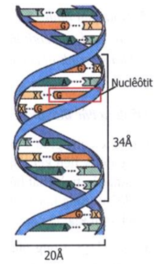 Giải VBT Sinh học 9 Bài 20: Thực hành : Quan sát và lắp mô hình ADN (ảnh 1)