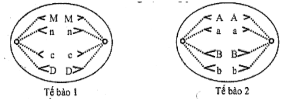 Hình vẽ sau đây mô tả hai tế bào ở hai cơ thể lưỡng bội đang phân bào (ảnh 1)