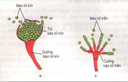 Cho ví dụ về các bào tử sinh sản ở vi khuẩn và ở nấm (ảnh 1)