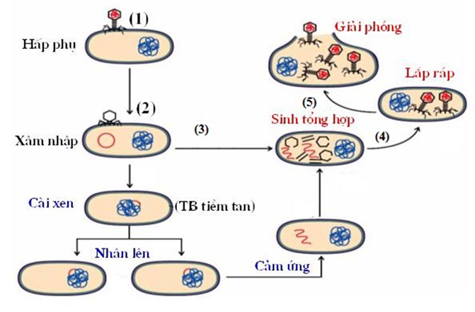 Nêu 5 giai đoạn nhân lên của virut trong tế bào (ảnh 1)