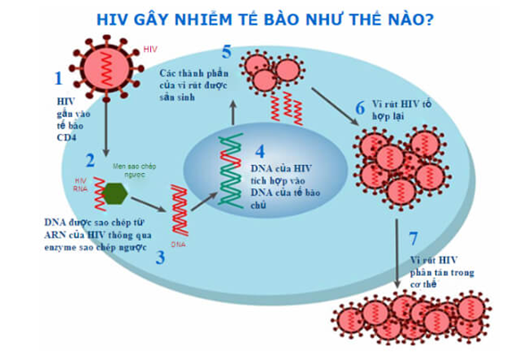 Tại sao lại nói HIV gây hội chứng suy giảm miễn dịch (ảnh 1)