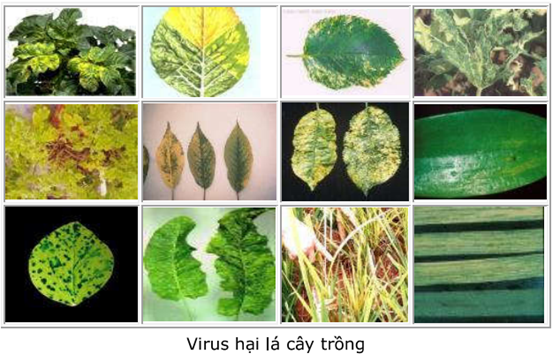 Virut thực vật lan truyền theo con đường nào (ảnh 1)