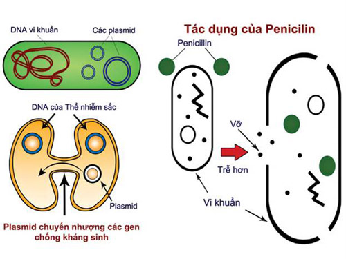 Giải thích các pha đường cong sinh trưởng của quần thể vi khuẩn trong nuôi cấy không liên tục (ảnh 1)