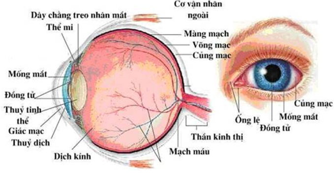 Trình bày cấu tạo của mắt về phương diện quang học (ảnh 1)