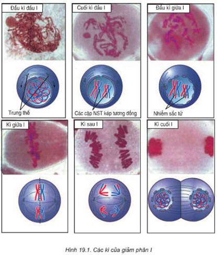 Giải thích tại sao giảm phân lại tạo ra được các tế bào con với số lượng NST giảm đi một nửa (ảnh 1)