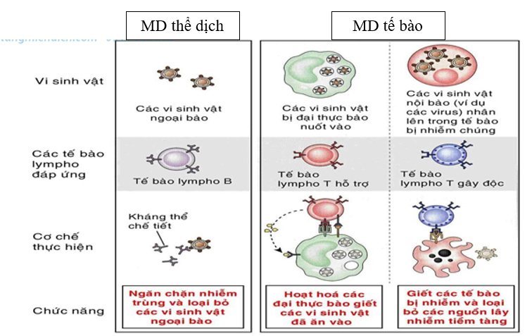 Hãy phân biệt miễn dịch thể dịch và miễn dịch tế bào (ảnh 1)
