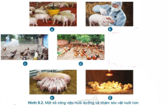 Giải Công nghệ 7 Bài 9: Nuôi dưỡng và chăm sóc vật nuôi - Cánh diều (ảnh 1)