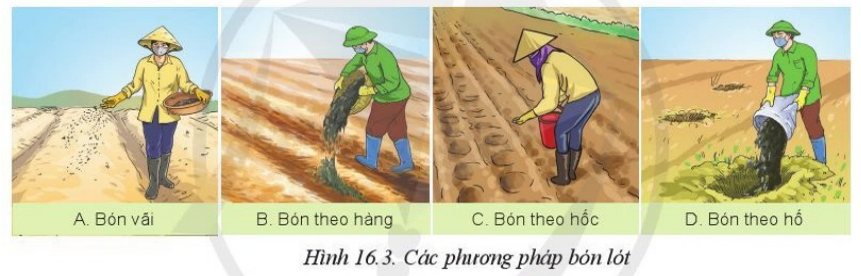 Giải Công nghệ 10 Bài 16: Quy trình trồng trọt - Cánh diều (ảnh 1)