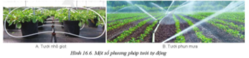 Giải Công nghệ 10 Bài 16: Quy trình trồng trọt - Cánh diều (ảnh 1)