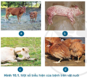 Giải Công nghệ 7 Bài 10: Phòng và trị bệnh cho vật nuôi - Cánh diều (ảnh 1)