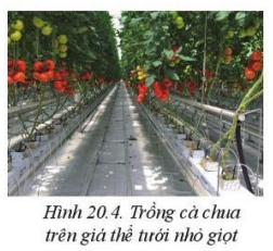Giải Công nghệ 10 Bài 20: Giới thiệu về trồng trọt công nghệ cao - Cánh diều (ảnh 1)