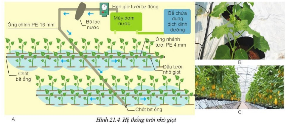 Giải Công nghệ 10 Bài 21: Công nghệ trồng cây không dùng đất - Cánh diều (ảnh 1)