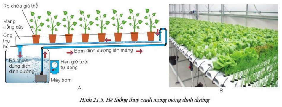 Giải Công nghệ 10 Bài 21: Công nghệ trồng cây không dùng đất - Cánh diều (ảnh 1)