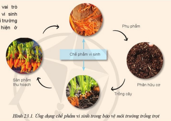 Giải Công nghệ 10 Bài 23: Công nghệ vi sinh trong bảo vệ môi trường và xử lí chất thải trồng trọt - Cánh diều (ảnh 1)