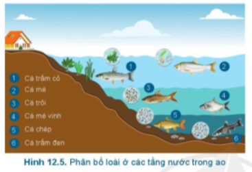 Giải Công nghệ 7 Bài 12: Quy trình nuôi cá nước ngọt trong ao - Cánh diều (ảnh 1)