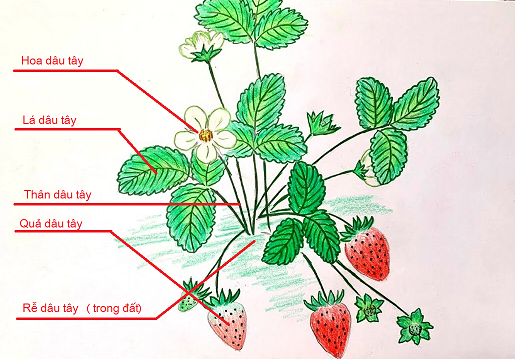 Vở bài tập Tự nhiên và xã hội lớp 3 trang 36, 37, 38 Bài 13: Một số bộ phận của thực vật - Kết nối tri thức (ảnh 1)