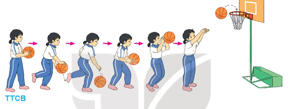 Giáo dục thể chất lớp 3 Bài 4: Bài tập phối hợp dãn bóng – ném bóng rổ bằng hai tay trước ngực trang 76, 77, 78 – Kết nối tri thức (ảnh 1)